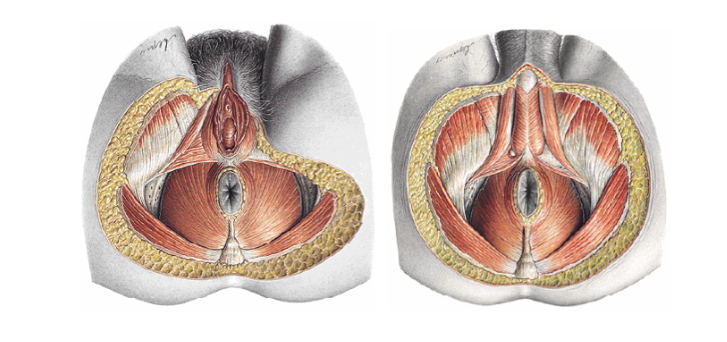 Imagen de músculos del suelo pélvico